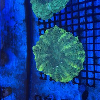 Green Acanthophyllia