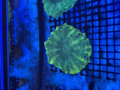 Green Acanthophyllia