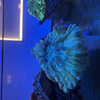 Green Multicolor Cynarina