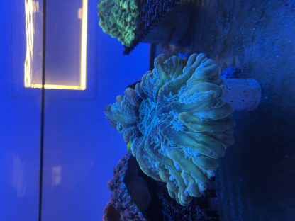 Green Multicolor Cynarina