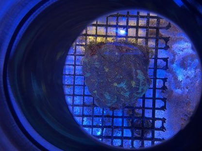 Multicolor Acan Echinata Colony - Image 2