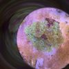 Green Bubble Coral