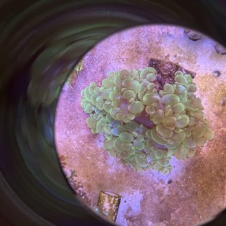 Green Bubble Coral