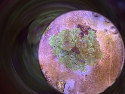 Green Bubble Coral