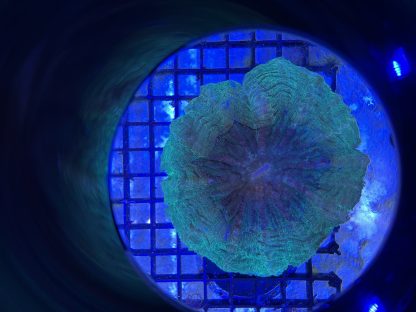 Green Acanthophyllia - Image 2