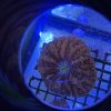 Red/Orange Cynarina - Image 3