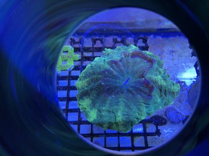Green Acanthophyllia - Image 3