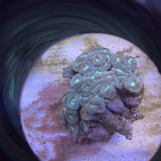 Green Candy Cane Colony