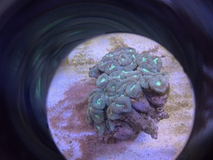 Green Candy Cane Colony