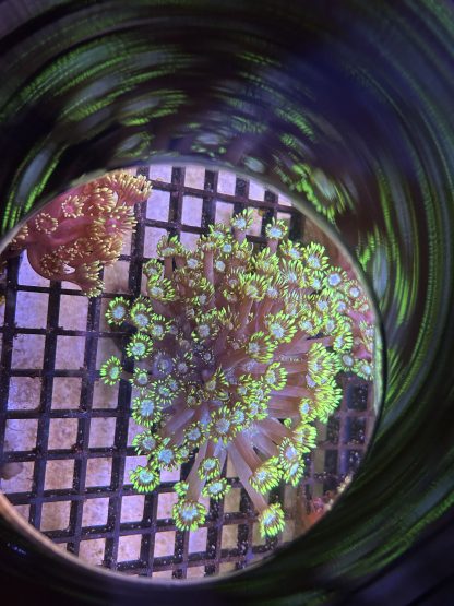Purple with Green Tips Goniopora Mini Colony - Image 2