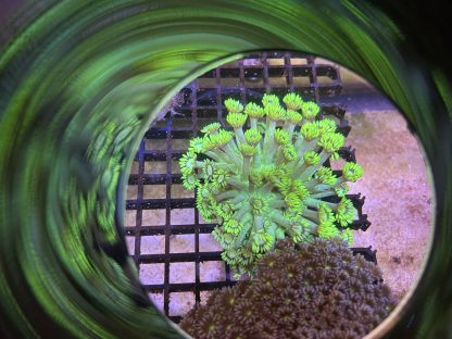 Bright Yellow Goniopora (Mini Colony) - Image 2