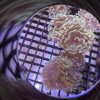 Golden Hammer Frags (Aquacultured) - Image 3