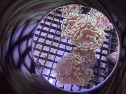 Golden Hammer Frags (Aquacultured) - Image 3