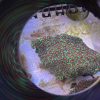 Red/Green Favia Colony