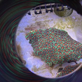 Red/Green Favia Colony