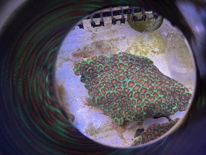 Red/Green Favia Colony