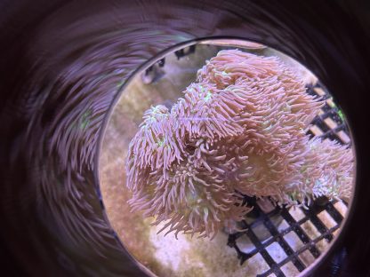 Duncan Coral Frags - Image 2