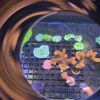 Red Montipora Digitata Frags (Aquacultured) - Image 2