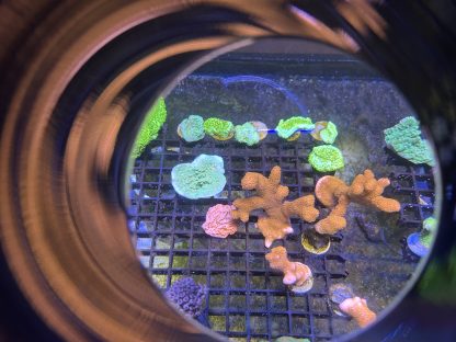 Red Montipora Digitata Frags (Aquacultured) - Image 2