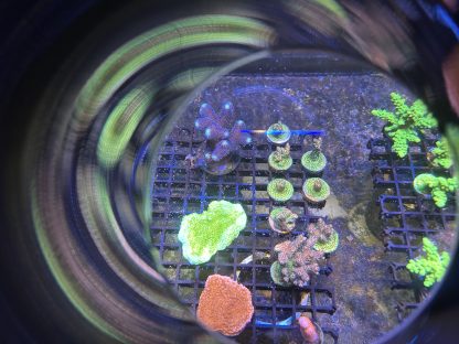 Pink/Green Millepora Frags - Image 2