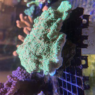 Seasons Greetings Montipora Capricornis Frags (Aquacultured)