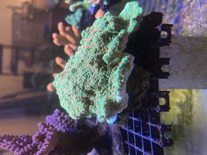 Seasons Greetings Montipora Capricornis Frags (Aquacultured)