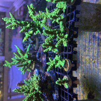 Green Acropora Frags (Wild)
