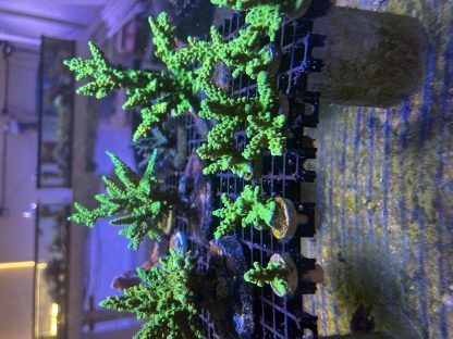 Green Acropora Frags (Wild)