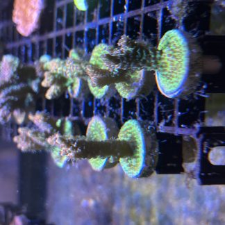 Pink/Green Millepora Frags