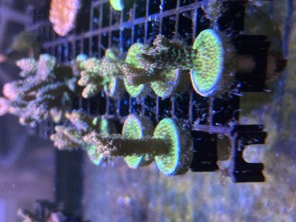 Pink/Green Millepora Frags