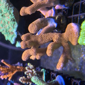 Red Montipora Digitata Frags (Aquacultured)