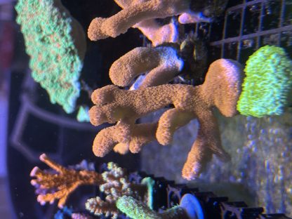 Red Montipora Digitata Frags (Aquacultured)