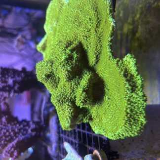 Lime Green Encrusting Montipora (Aquacultured)