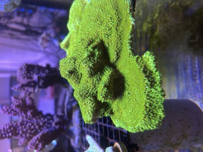 Lime Green Encrusting Montipora (Aquacultured)