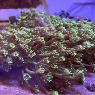 Metallic Green Goniopora Mini Colony