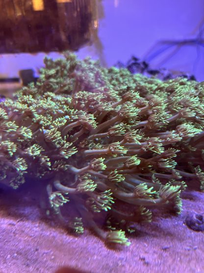 Metallic Green Goniopora Mini Colony