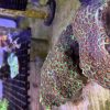 Red/Green Favia Colony - Image 2