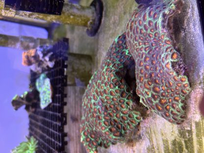 Red/Green Favia Colony - Image 2