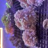 Golden Hammer Frags (Aquacultured) - Image 2