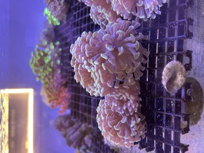 Golden Hammer Frags (Aquacultured) - Image 2