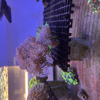 Duncan Coral Frags