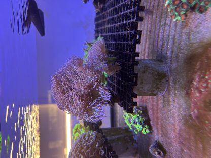 Duncan Coral Frags