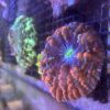 Red/Orange Cynarina - Image 5