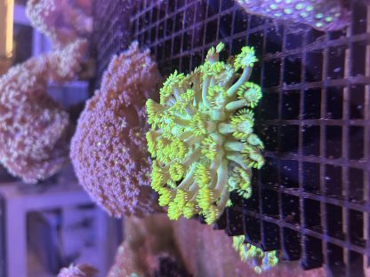 Bright Yellow Goniopora (Mini Colony) - Image 3