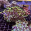 Purple with Green Tips Goniopora Mini Colony