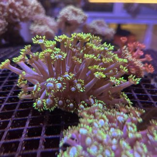 Purple with Green Tips Goniopora Mini Colony