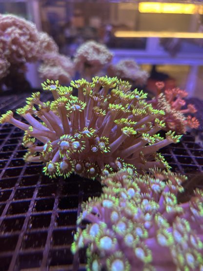 Purple with Green Tips Goniopora Mini Colony