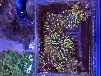 Bubble Tip Anemone