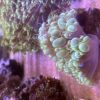 Green Bubble Coral - Image 2