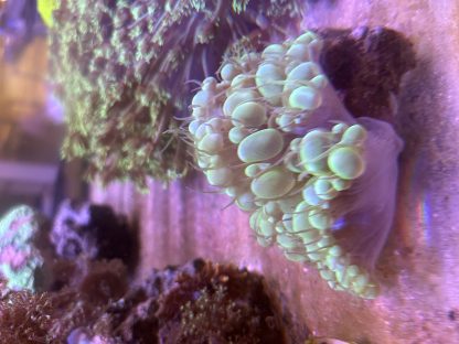 Green Bubble Coral - Image 2